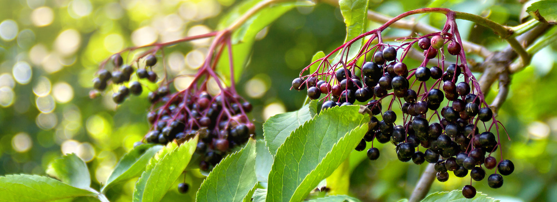 The Story Behind Our Black Elderberry