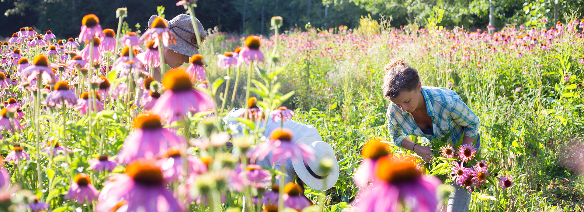 Honoring 3 Traditional Approaches to Herbalism