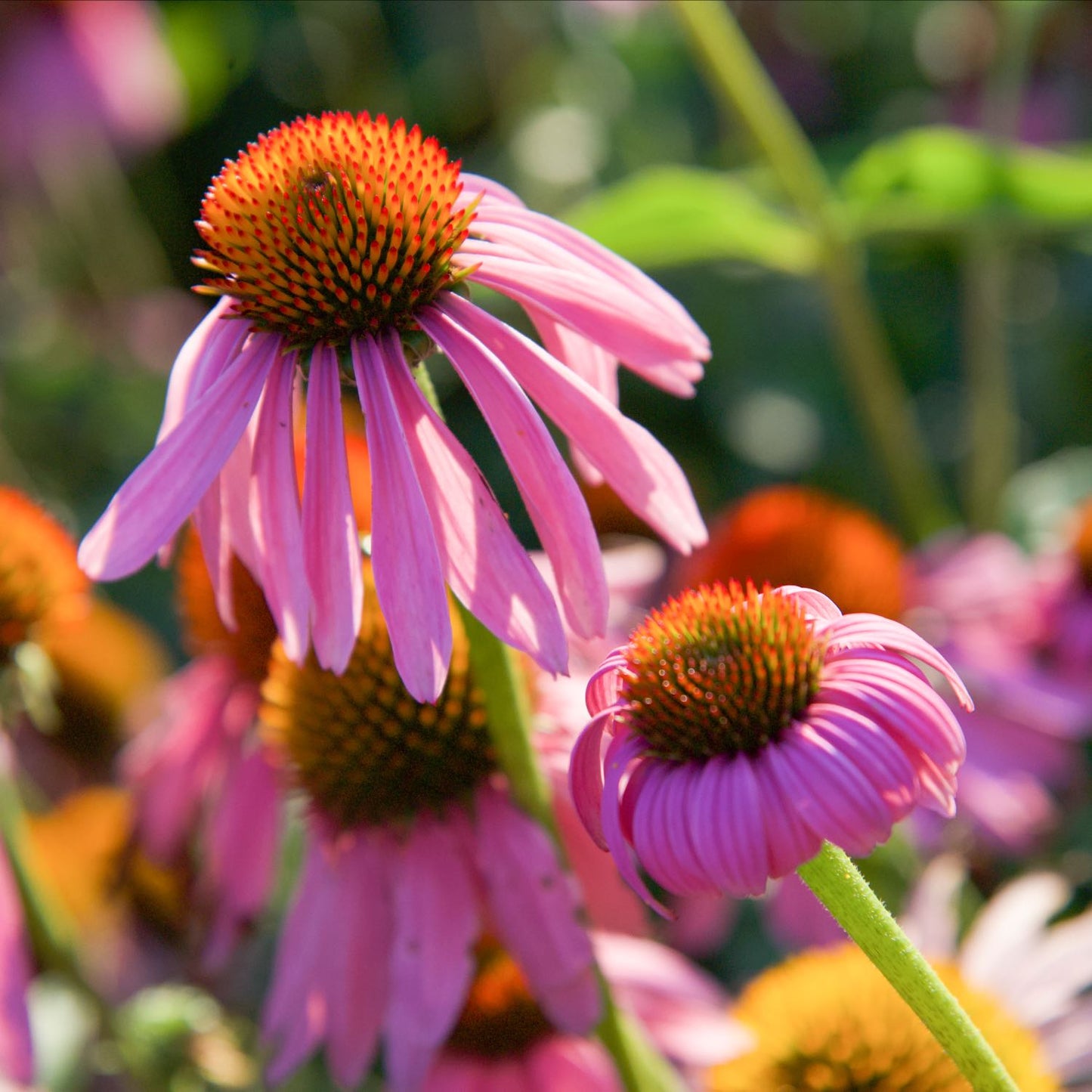 Echinacea, Regenerative Organic Certified®