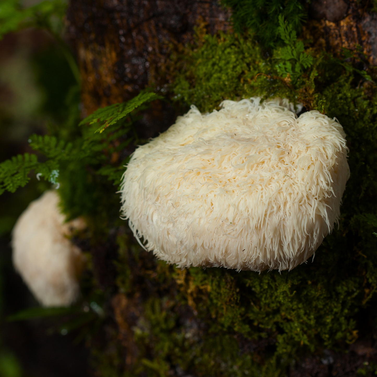 Lion’s Mane Blend