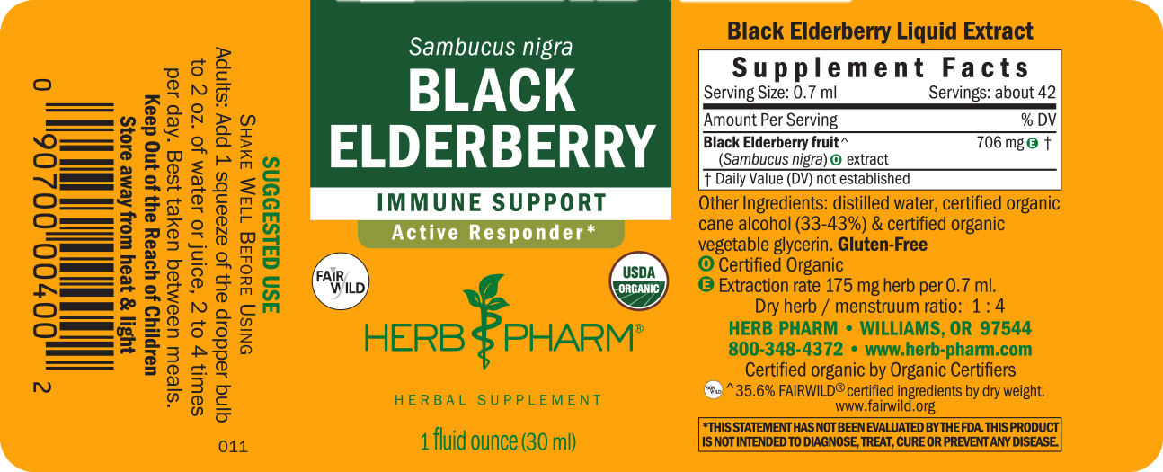 Black Elderberry