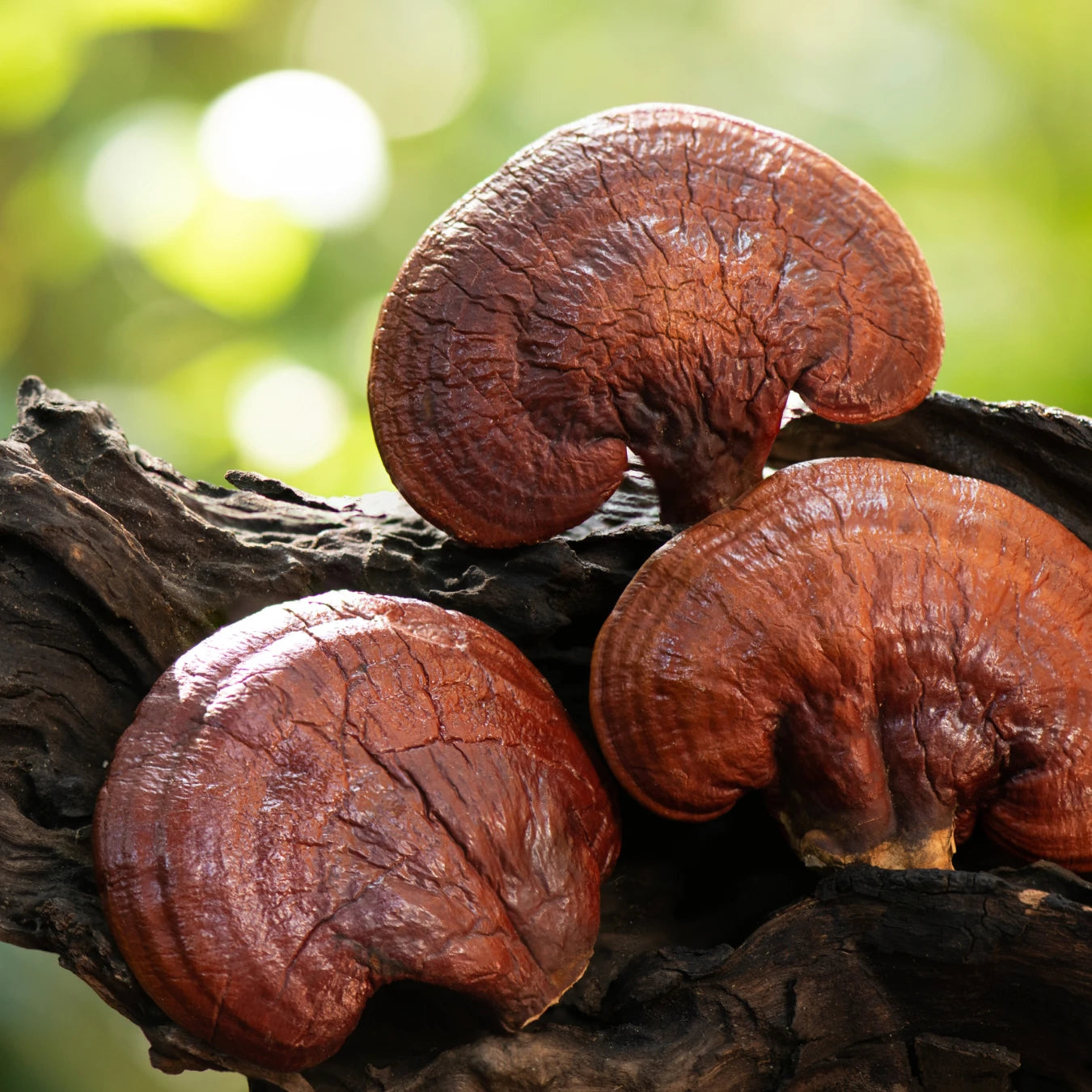 Reishi